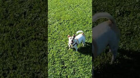 My Jack Russell Terrier ... Bella Bean enjoys the dog park this past summer 😉 07/2022