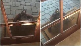 Un aigle refuse de quitter un palier après s'être fait aboyé dessus