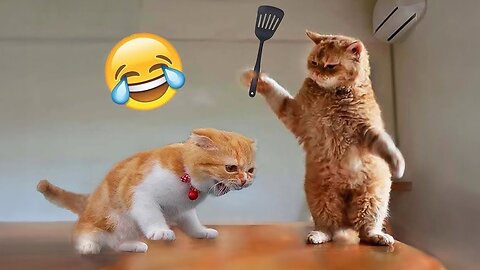 New Funniest Animals 2024 😂 Best Funny Cats 😻