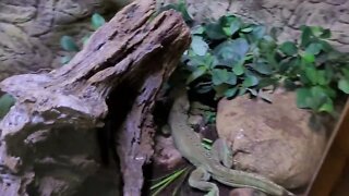 LIZARDS AT THE POLISH EXOTIC ZOO