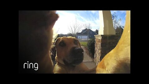 Dog Uses a Ring Video Doorbell to Get Back In The House