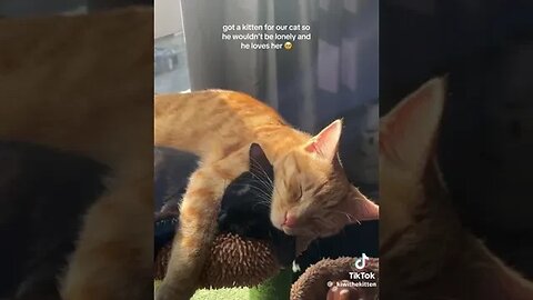 Got A kitten For Our Cat So He Wouldn't Be Lonely & He's In Love #cat #love #viral #cuteanimals