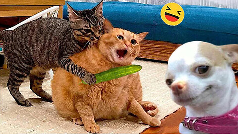 Funny Dogs And Cats Videos 2024 😅 - Best Funniest Animal Videos Of The week