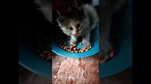 Anak kucing baru lahir