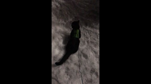 Bringing the cat for a snowy walk