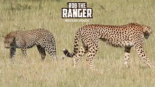 Cheetah Vs Leopard | Lalashe Maasai Mara Safari