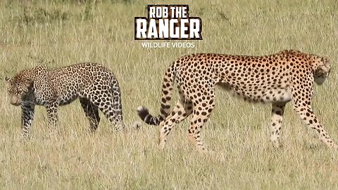 Cheetah Vs Leopard | Lalashe Maasai Mara Safari