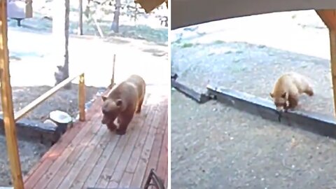 Security footage captures two bears casing home