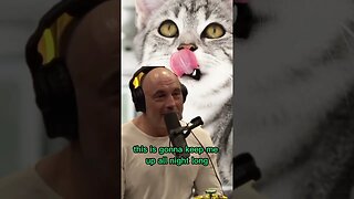 Vegan Cats? Joe Rogan & Andrew Huberman #shorts