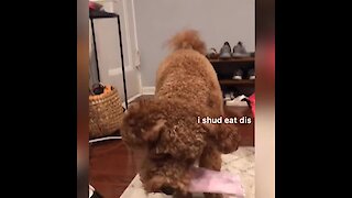 Doggy rips off owner's socks to chew on them