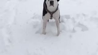 Great Dane Finn plays in fresh snow