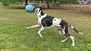 Training A Funny Great Dane To Stay While He Plays