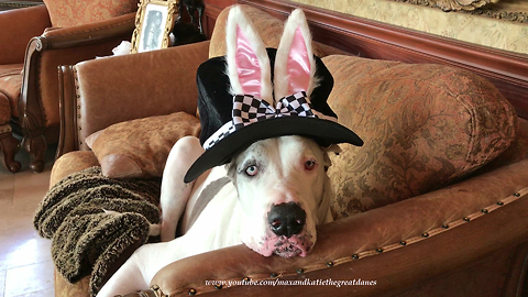 Max the Great Dane Models Rabbit Bunny Easter Ears Hat