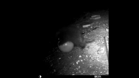 Baby Porcupine Chasing Ball Down Hill