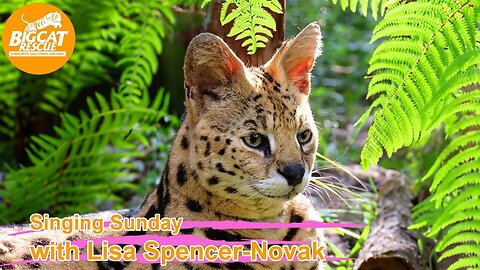 It’s time for Singing Sunday! Come along as Lisa sings to Hutch serval! 10 01 2023