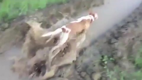 "Dog Jumping in Hige Muddy Puddle"