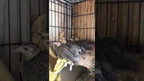 4 baby Guinea fowl all in a row - 5 weeks old