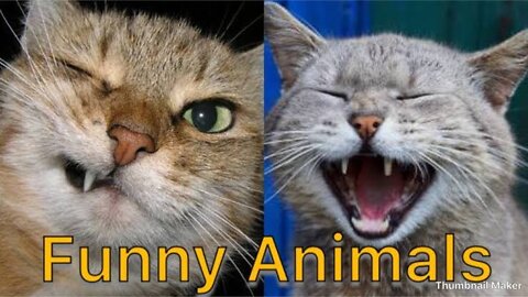 Funny Animals Video - Best Cats😹 and Dogs🐶 Videos of the Month 2022!