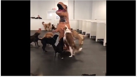 These Dogs Were Totally Baffled By Man In T-Rex Costume