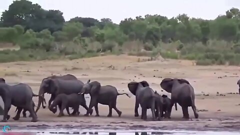 OMG! Incredible Strong Elephant Real Power From Lions Wild Anaimals Fight 2018