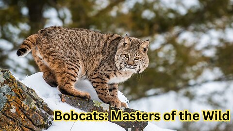 Bobcats: Masters of the Wild