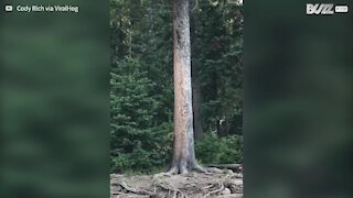 Des écureuils jouent au loup autour d'un tronc d'arbre