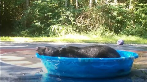 What a treat! Filmed a bear enjoying the pool