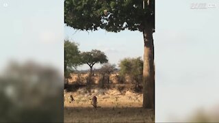 Leopardo salta dall'albero per catturare un impala