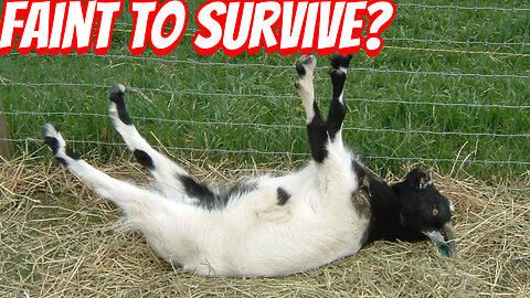 The reason Why Fainting Goat Exist!