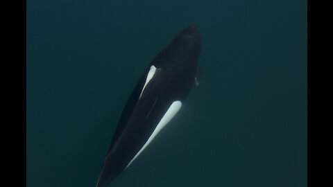 Dall's Porpoise Alaska