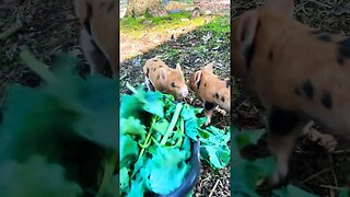 Dinner for the pigs #farmtotable #pigs #kunekune #eating #healthy #farmlife #homestead #reels