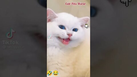 OMG cats doing funny things 😂 cats meowing #funny #tiktok #shorts