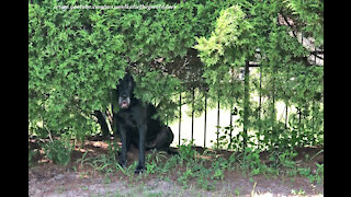 Funny Great Danes Play Hide And Seek With Pointer Dog Friend