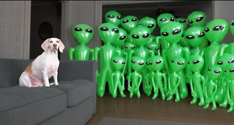 Dog Unmoved by Alien Invasion Prank: Funny Dog Maymo vs Aliens