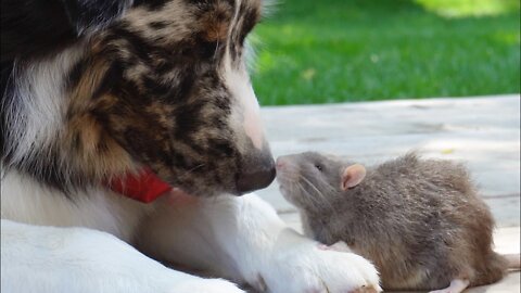 Dog needs emotional support RAT during grooming | Australian Shepherd