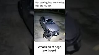 Dogs DESTROY Car What kind of dog is this? #shorts #funnydogs #funny