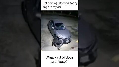 Dogs DESTROY Car What kind of dog is this? #shorts #funnydogs #funny