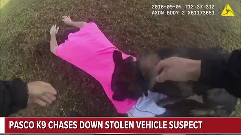 Body cam video shows Pasco K9 chasing down stolen vehicle suspect