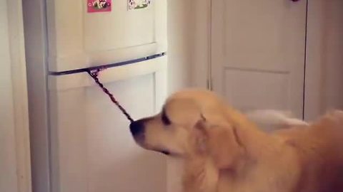 Clever Dog Fetches Beer From Fridge And Remembers To Close The Door