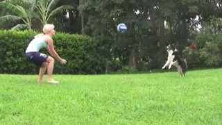 Border Collie Rallies A Volleyball 32 Times With A Girl