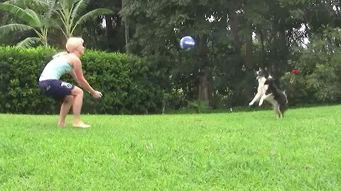 Border Collie Rallies A Volleyball 32 Times With A Girl