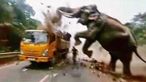 13 Scary Moments Wild Animals Attack their Prey