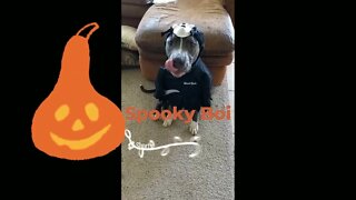 Spooky boy Halloween sneak peek #ghostface #einsteinsbackyard #puppy #halloween #shorts #short #dog