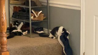 Milo and Loki in the shoe rack