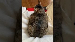 CAT VIDEO