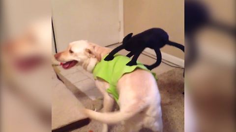 "Labrador Gets Stuck With Annoying Halloween Costume"