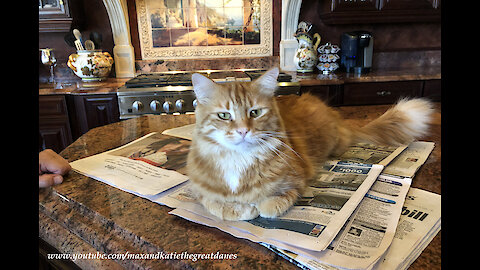 Great Danes And Cat Enjoy Their Funny Morning Newpaper Routine