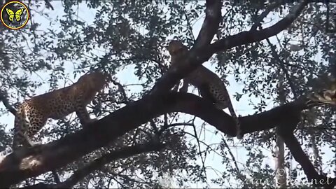 Leopard fell from a tree fighting for food/Animal Planet/bbc earth/Nat Geo Wild/survival/wildlife
