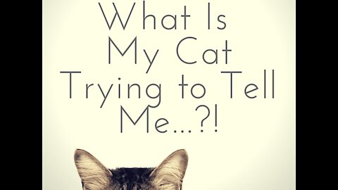 what if cats can talk?