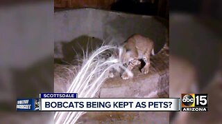 ABC15 looks into reports of Scottsdale man keeping bobcats as pets